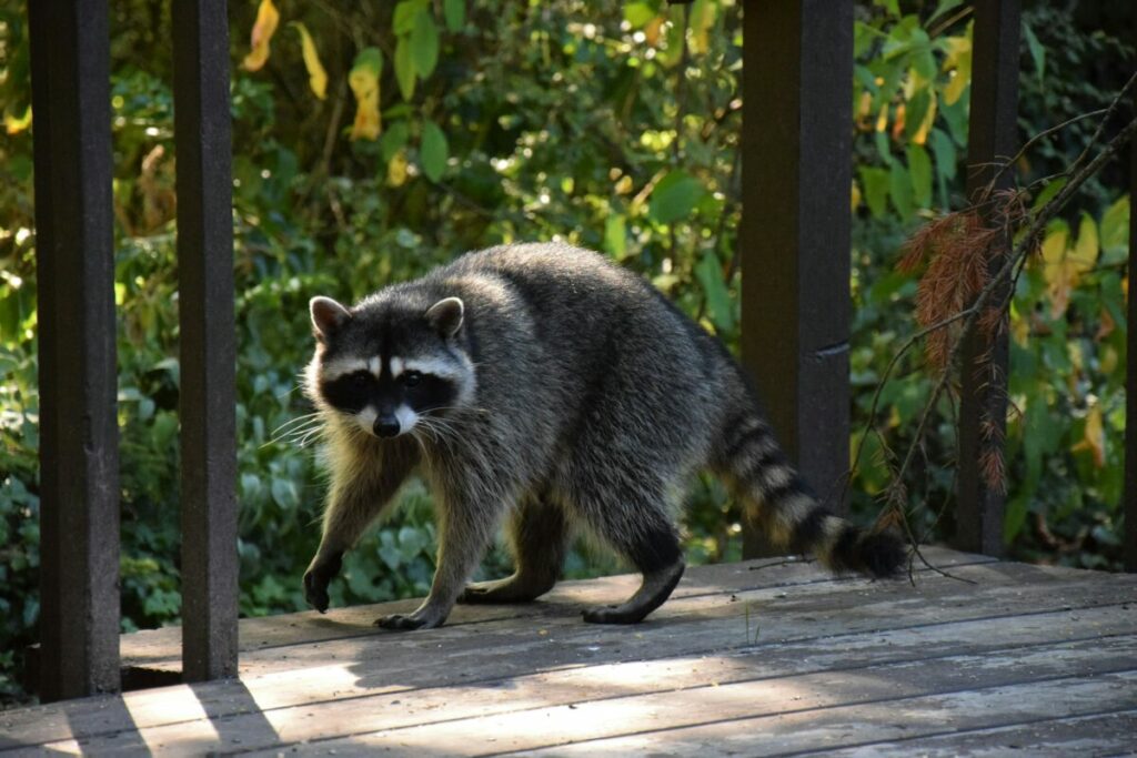 Raccoon creeping along a deck
