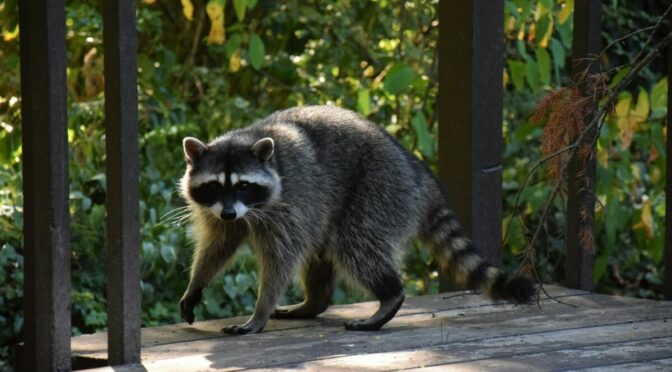 Raccoon creeping along a deck