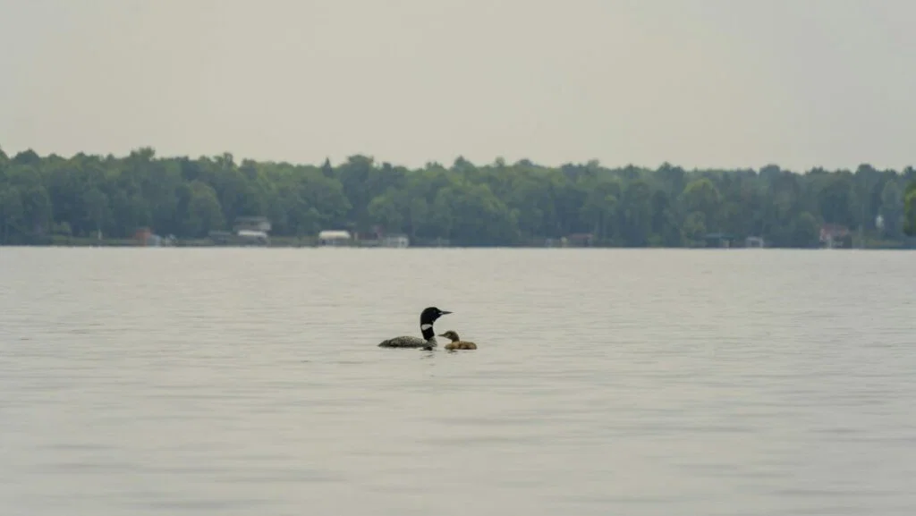 Photo of adult and baby duck in water
