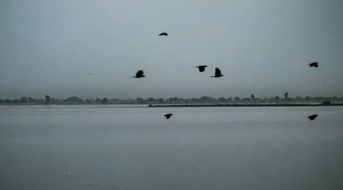 Photo of birds flying in air over water