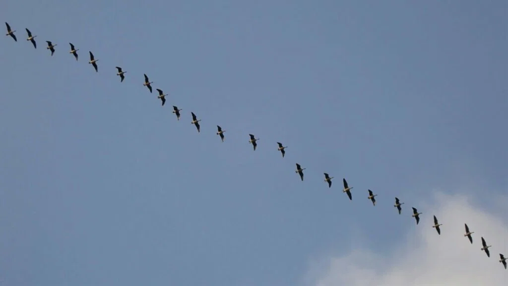 Photo of line of geese in sky