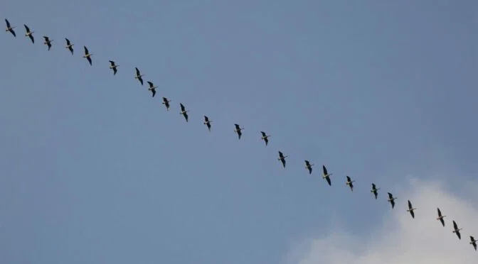 Photo of line of geese in sky