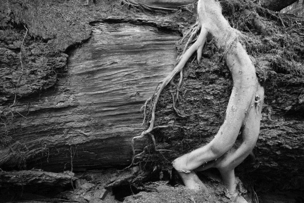 Abstract black and white photo