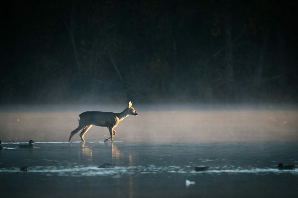 Photo of deer walking in water, duck behind it, fog in background