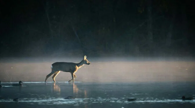 Photo of deer walking in water, duck behind it, fog in background
