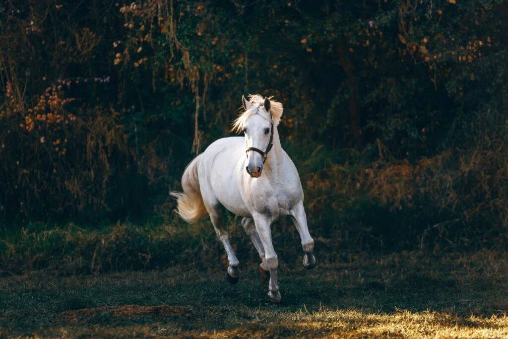 White horse galloping, dark woods in background