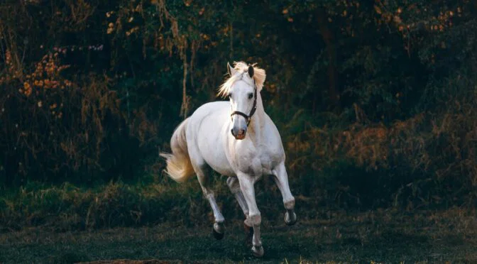 White horse galloping, dark woods in background