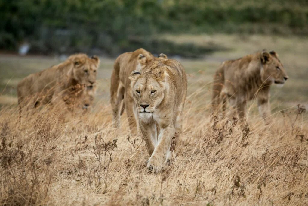 Photo of four lions walking together