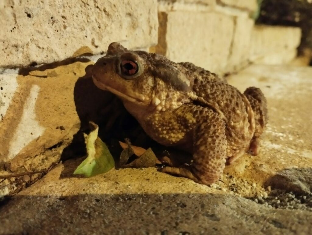 Photo of toad against brick wall