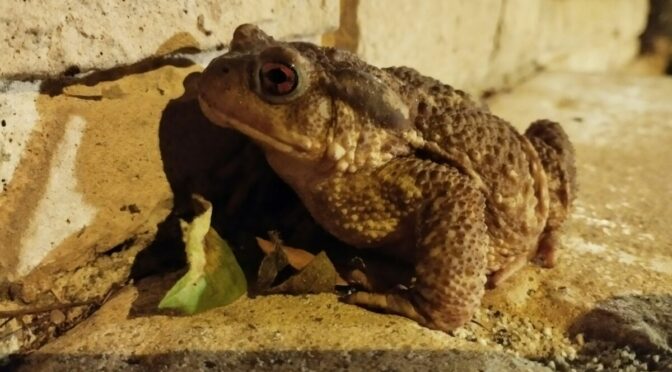 Photo of toad against brick wall