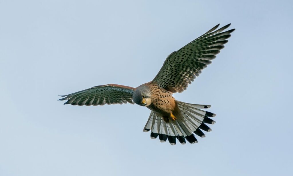 Photo of falcon in the air