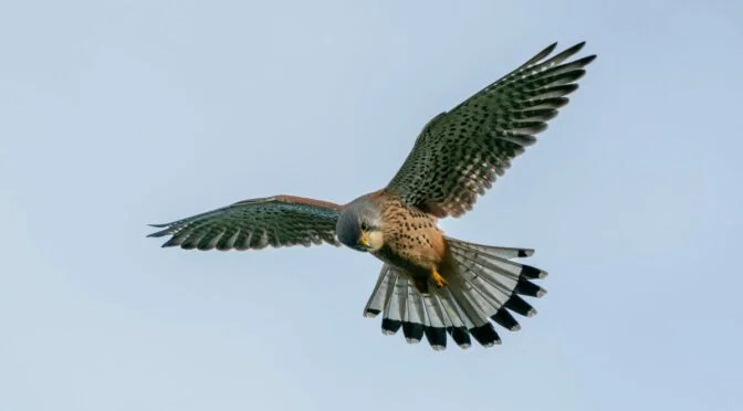 Photo of falcon in the air