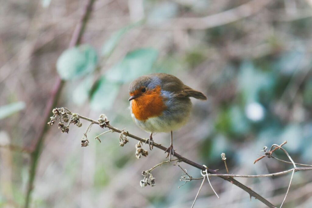 blue, gray and brown bird against pale blue leaves