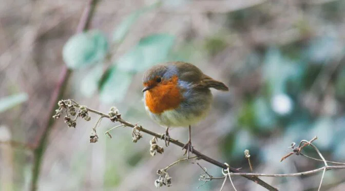 blue, gray and brown bird against pale blue leaves