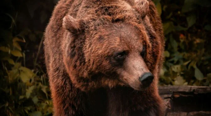 Photo of large brown bear