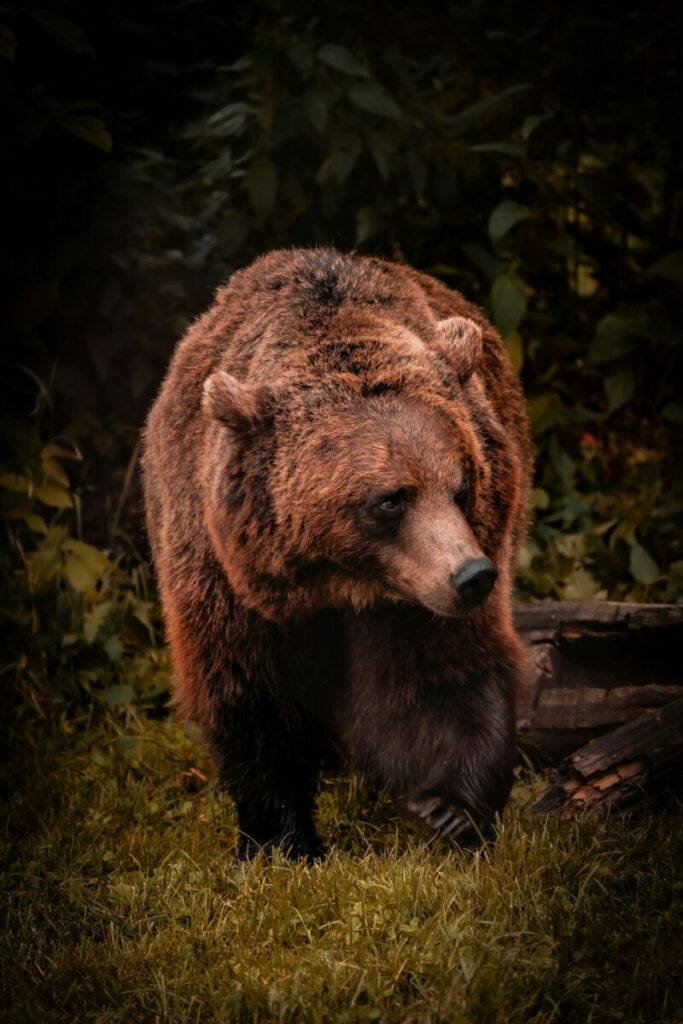 Photo of large brown bear