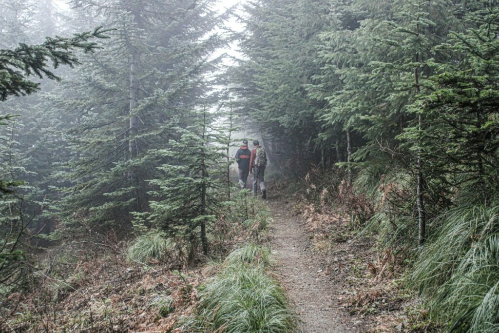 Photo of two hikers going down wooded trail