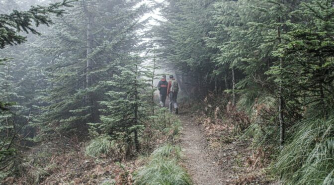 Photo of two hikers going down wooded trail