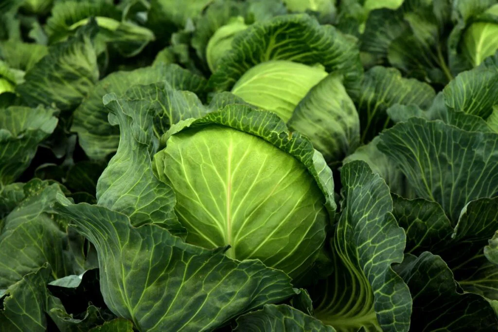Photo of head of cabbage amongst leaves