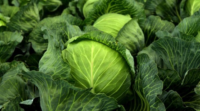 Photo of head of cabbage amongst leaves