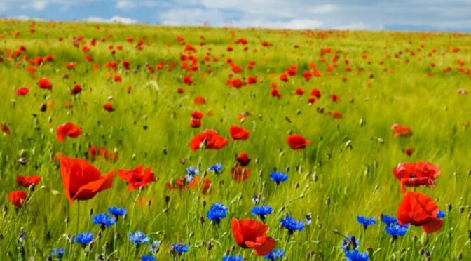 Photo of field of red poppies and purple flowers
