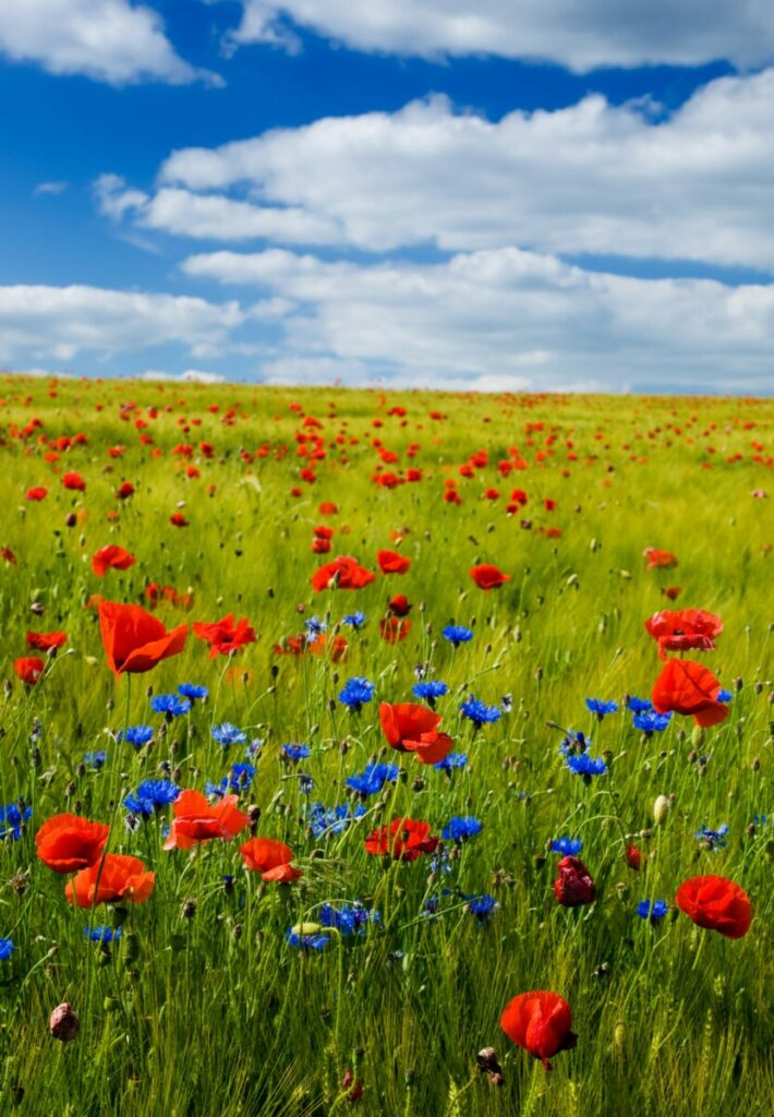 Photo of field of red poppies and purple flowers
