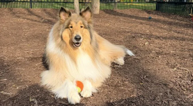 Photo of collie dog with ball between its paws in a fenced in yard