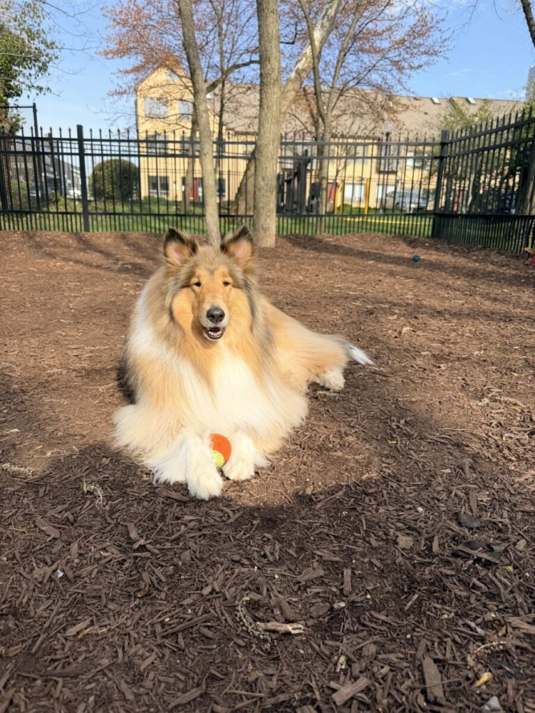 Photo of collie dog with ball between its paws in a fenced in yard