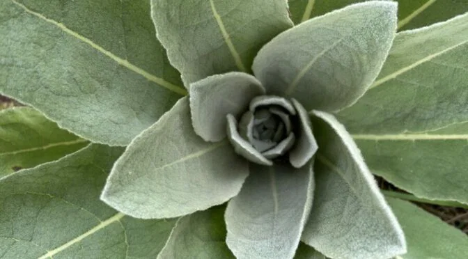 Photo of green plant
