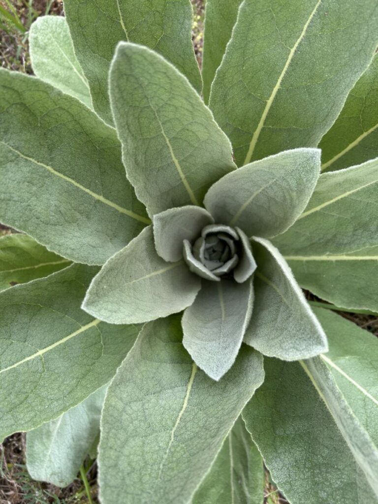 Photo of green plant